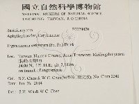 剛毛絲皮菌藏品圖，第2張