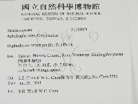 剛毛絲皮菌藏品圖，第2張