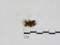 登錄號:F0028073藏品圖，第1張