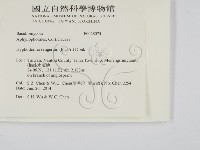 剛毛絲皮菌藏品圖，第2張