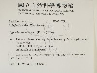 剛毛絲皮菌藏品圖，第2張