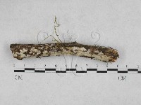 絲皮菌屬藏品圖，第3張