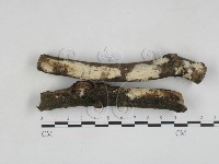 登錄號:F0028081藏品圖，第1張