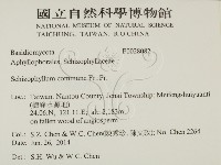 裂褶菌藏品圖，第2張