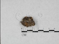 硬孔菌屬藏品圖，第3張
