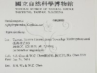 絲齒菌屬藏品圖，第2張