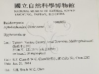絲齒菌屬藏品圖，第2張