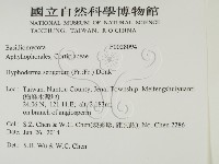 剛毛絲皮菌藏品圖，第2張