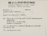 剛毛絲皮菌藏品圖，第2張