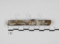 剛毛絲皮菌藏品圖，第1張