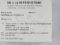 小孔菌屬藏品圖，第2張