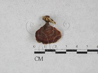 小孔菌屬藏品圖，第1張