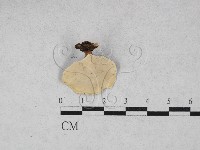 小孔菌屬藏品圖，第3張