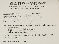 絲齒菌屬藏品圖，第2張
