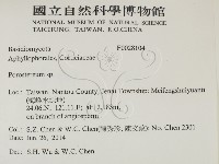 孔韌菌屬藏品圖，第2張