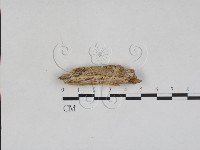 登錄號:F0028109藏品圖，第1張