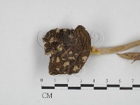 登錄號:F0028115藏品圖，第1張