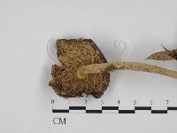 登錄號:F0028115藏品圖，第3張