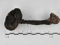 登錄號:F0028121藏品圖，第1張