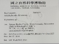 絲齒菌屬藏品圖，第2張