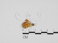 登錄號:F0028123藏品圖，第1張