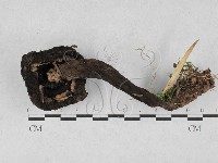 登錄號:F0028126藏品圖，第1張