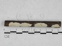 登錄號:F0028130藏品圖，第1張