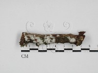剛毛絲皮菌藏品圖，第1張