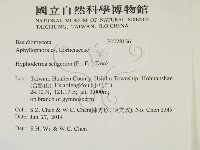 剛毛絲皮菌藏品圖，第2張