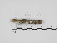 剛毛絲皮菌藏品圖，第1張