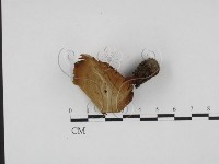 集毛菌屬藏品圖，第1張
