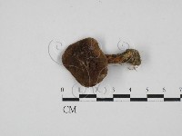 登錄號:F0028145藏品圖，第1張