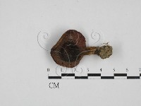 登錄號:F0028145藏品圖，第3張