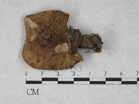 登錄號:F0028147藏品圖，第1張