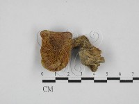 登錄號:F0028148藏品圖，第1張