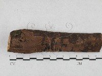 刺革菌屬藏品圖，第1張