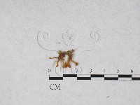 登錄號:F0028152藏品圖，第1張