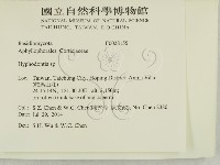 絲齒菌屬藏品圖，第2張