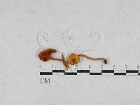 登錄號:F0028156藏品圖，第1張