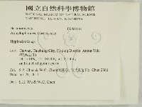 絲齒菌屬藏品圖，第2張