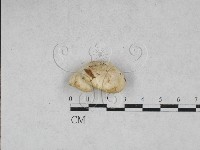 栓菌屬藏品圖，第1張