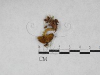登錄號:F0028165藏品圖，第3張