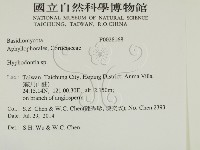 絲齒菌屬藏品圖，第2張
