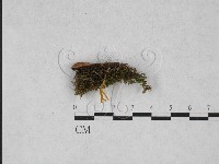 登錄號:F0028170藏品圖，第1張