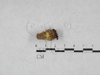 登錄號:F0028173藏品圖，第1張