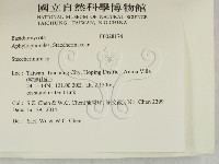 齒耳菌屬藏品圖，第2張
