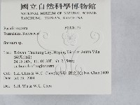 韌革菌屬藏品圖，第2張