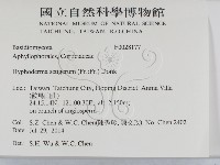 剛毛絲皮菌藏品圖，第2張