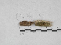 登錄號:F0028179藏品圖，第3張