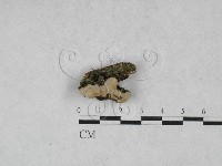 登錄號:F0028185藏品圖，第1張